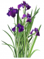 Mobile Preview: buntlaubige japanische Sumpfiris - Iris ensata variegata